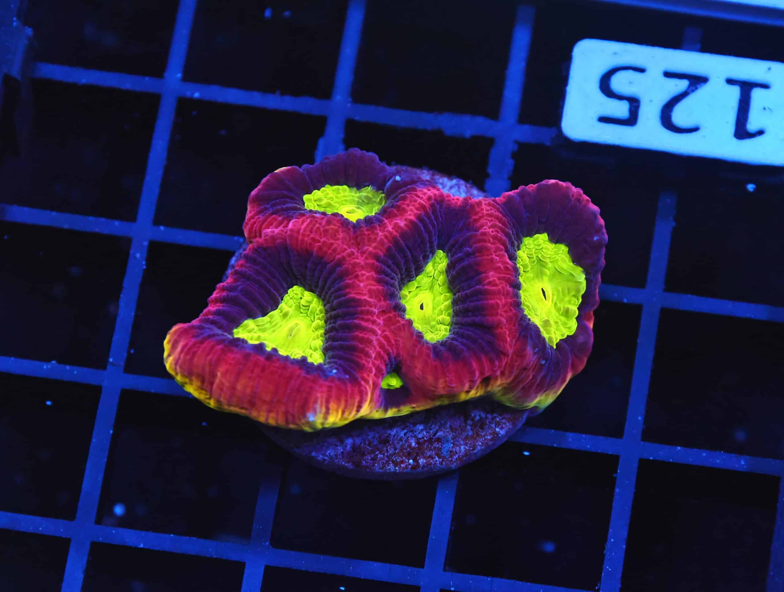 B125 - AUSSIE DRAGON SOUL FAVIA CULTURED