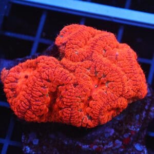 B126 - INDO RUBY RED BLASTO