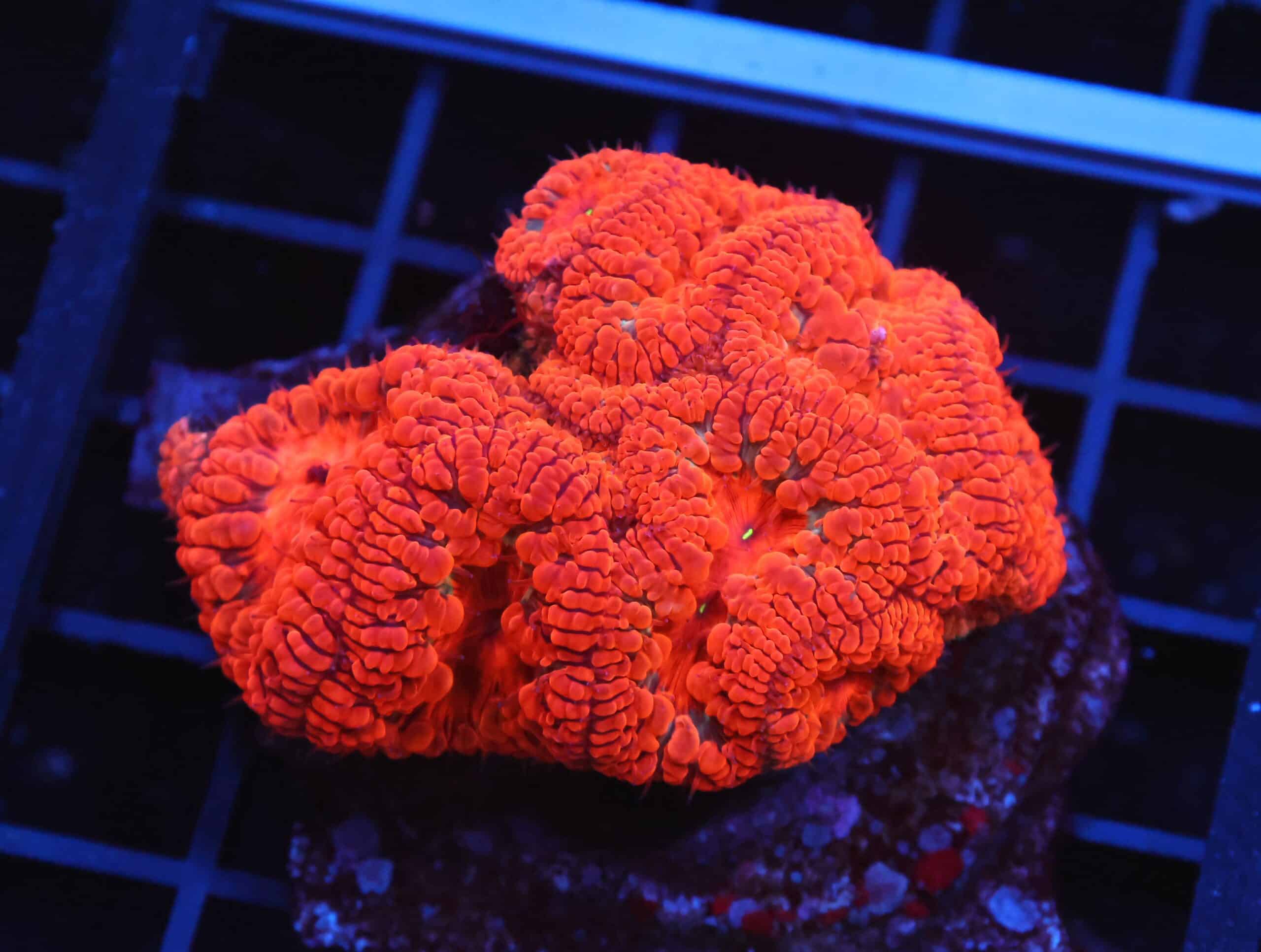 B126 - INDO RUBY RED BLASTO