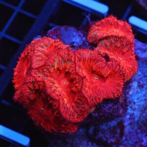 B128 - INDO RUBY RED BLASTO