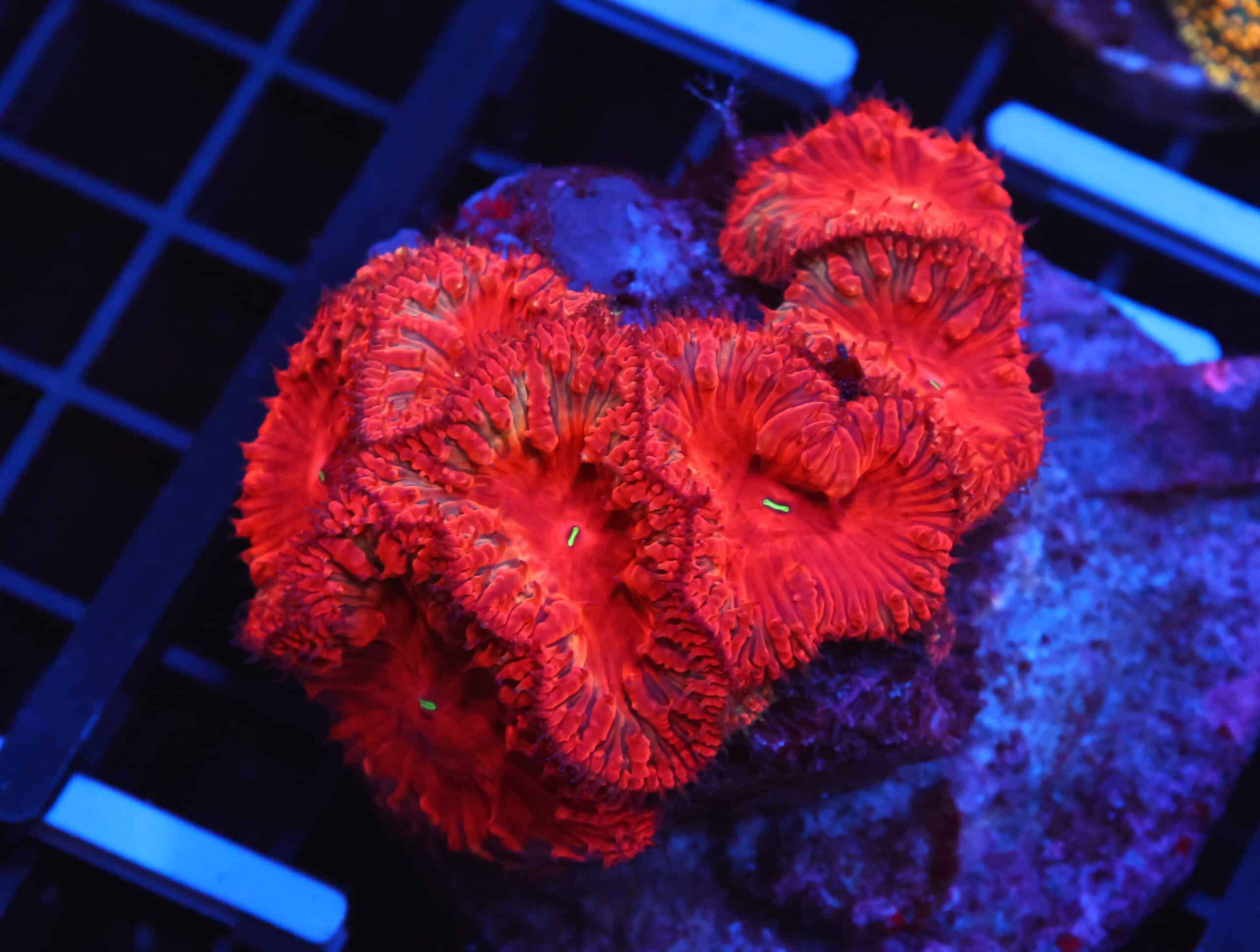 B128 - INDO RUBY RED BLASTO