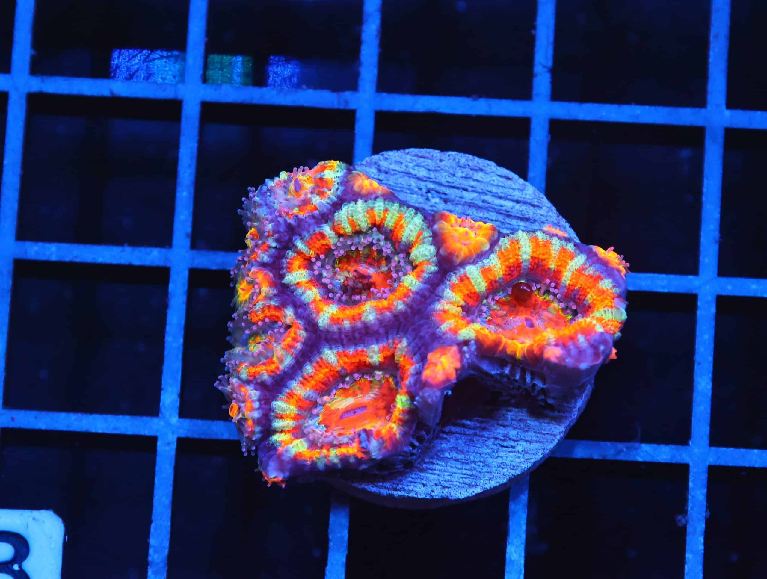 B13 -AUSSIE RAINBOW ACAN LORD