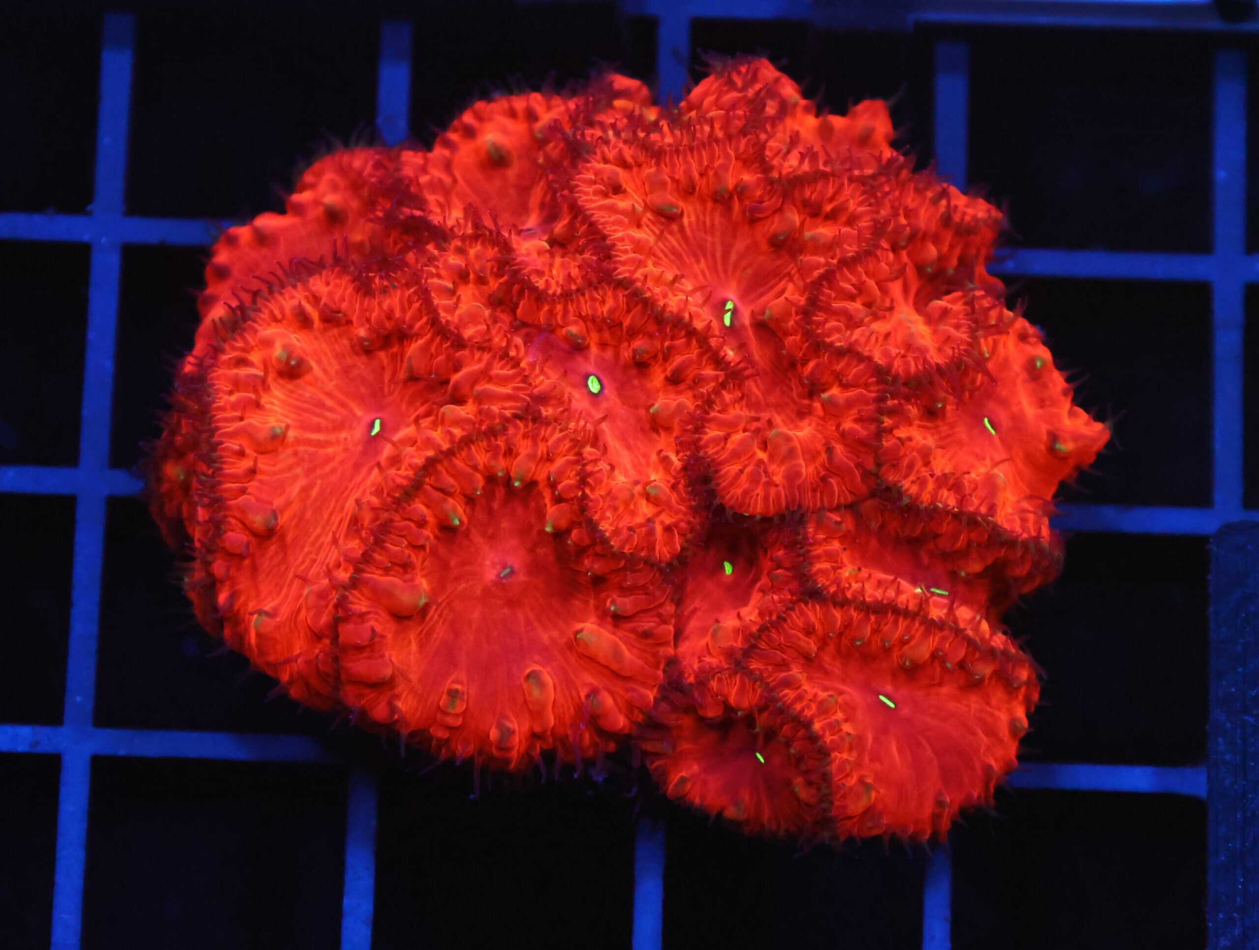 B131 - INDO RUBY RED BLASTO