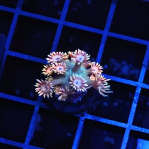 B134 - PINK BERRY GONIOPORA CULTURED