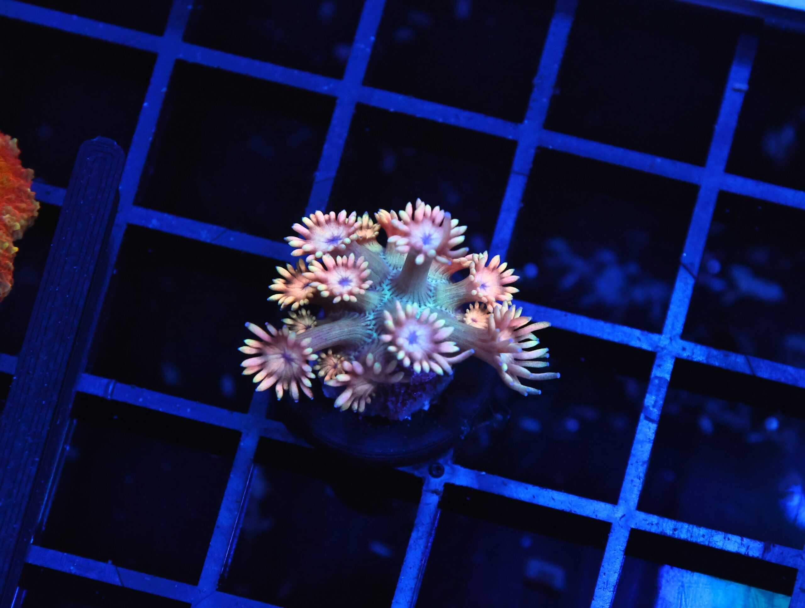 B134 - PINK BERRY GONIOPORA CULTURED