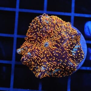 B137 - INTERSTELLAR DISCO MUSHROOM CULTURED