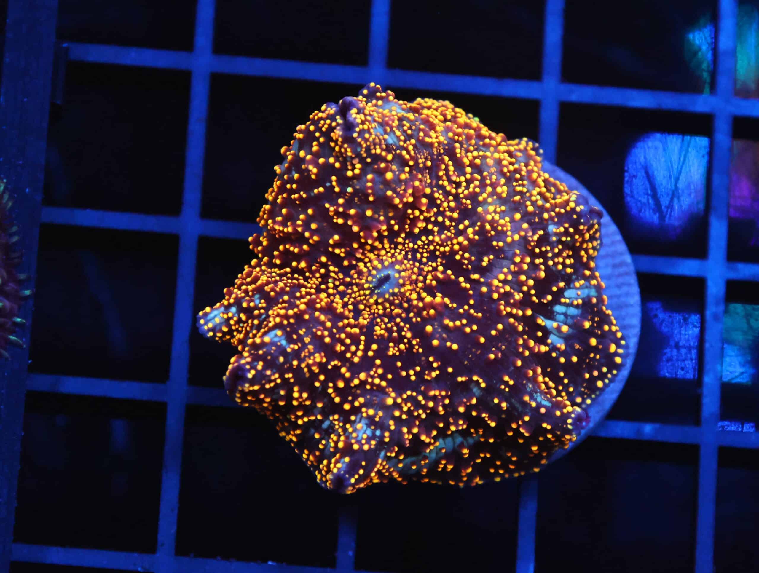 B137 - INTERSTELLAR DISCO MUSHROOM CULTURED