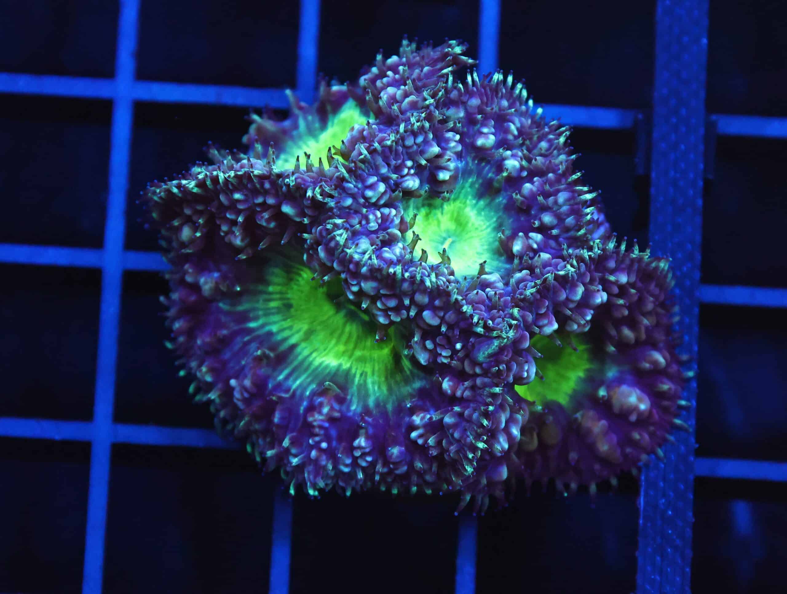 B138 - INDO ALIEN EYE BLASTO