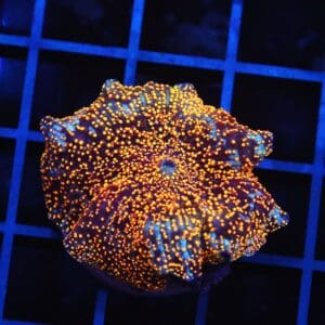 B139 - INTERSTELLAR DISCO MUSHROOM CULTURED