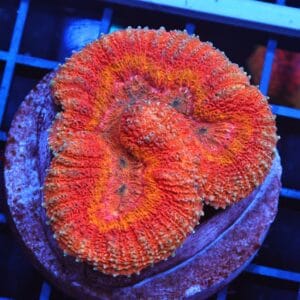 B140 - INDO DRAGON FIRE SYMPHYLLIA