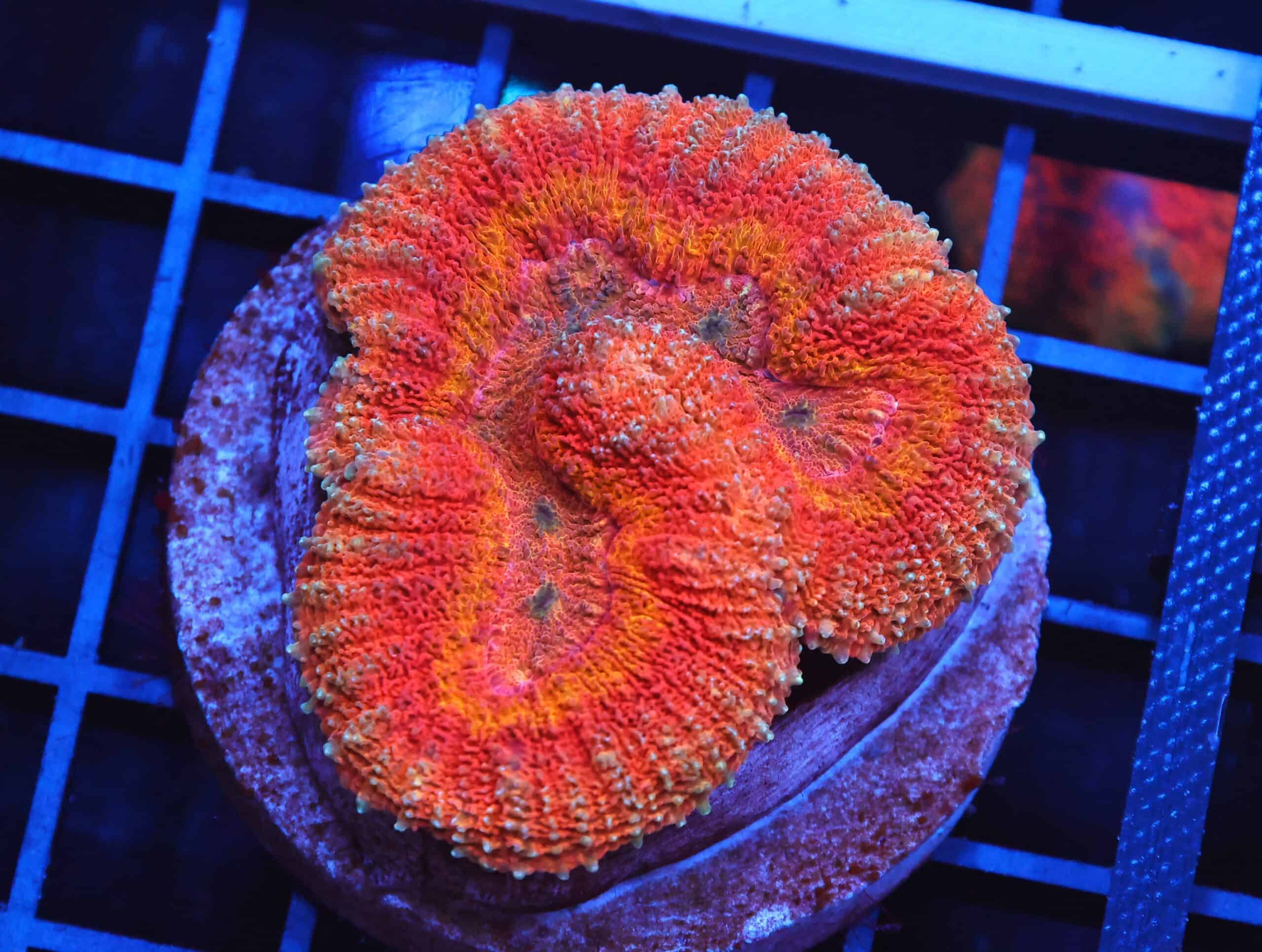 B140 - INDO DRAGON FIRE SYMPHYLLIA