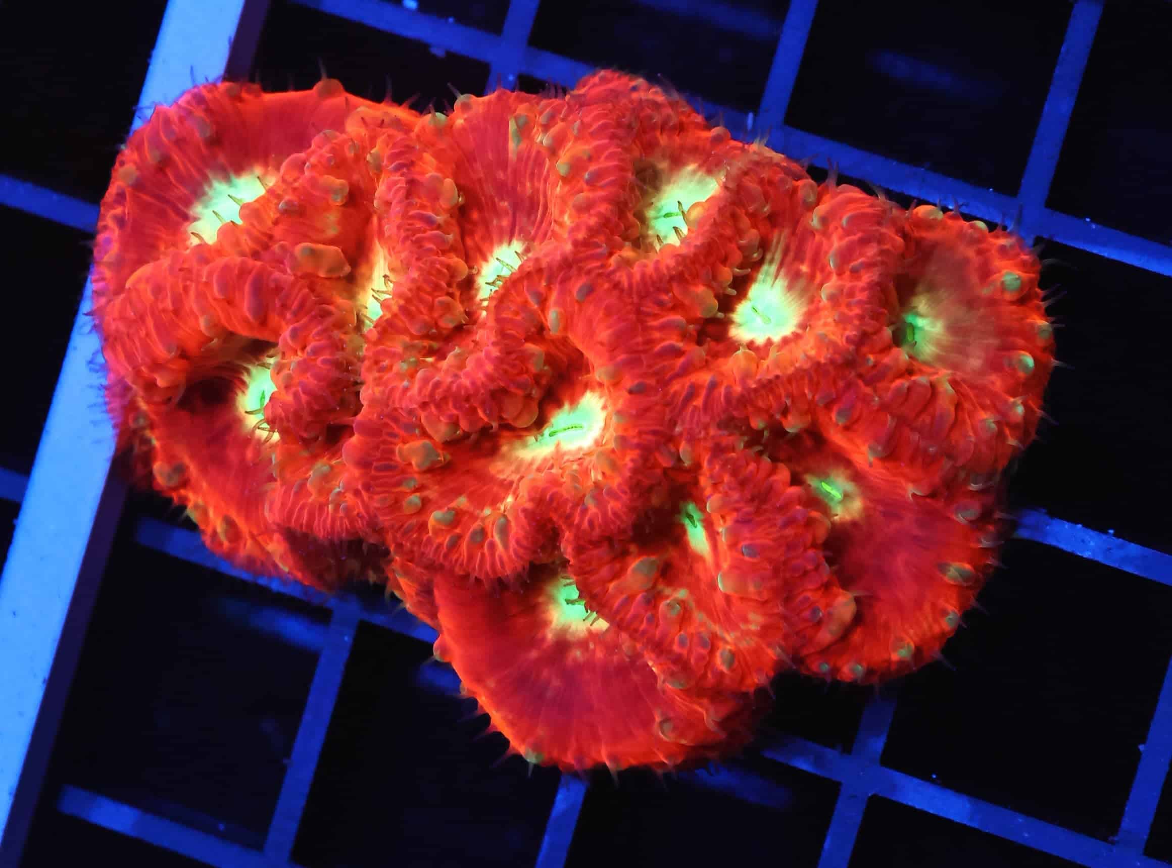 B143 - INDO CRIMSON NEON EYE BLASTO