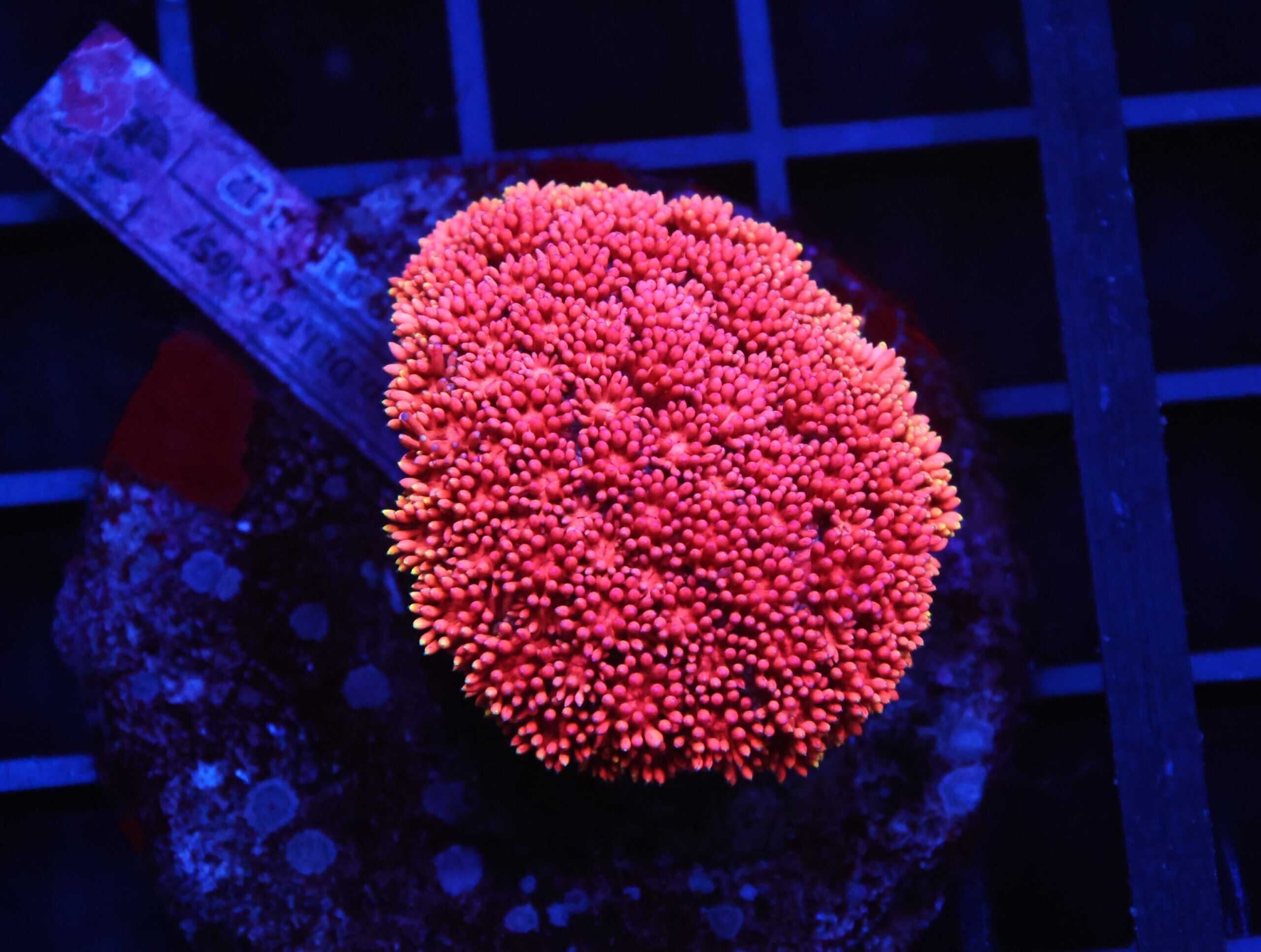 B147 - INDO PINK LADY GONIOPORA