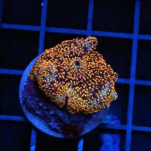 B148 - INTERSTELLAR DISCO MUSHROOM CULTURED