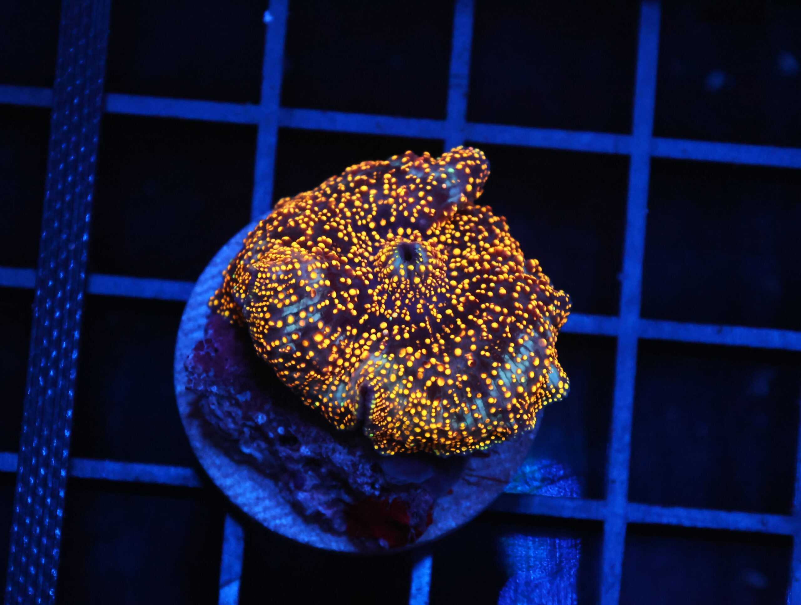 B148 - INTERSTELLAR DISCO MUSHROOM CULTURED