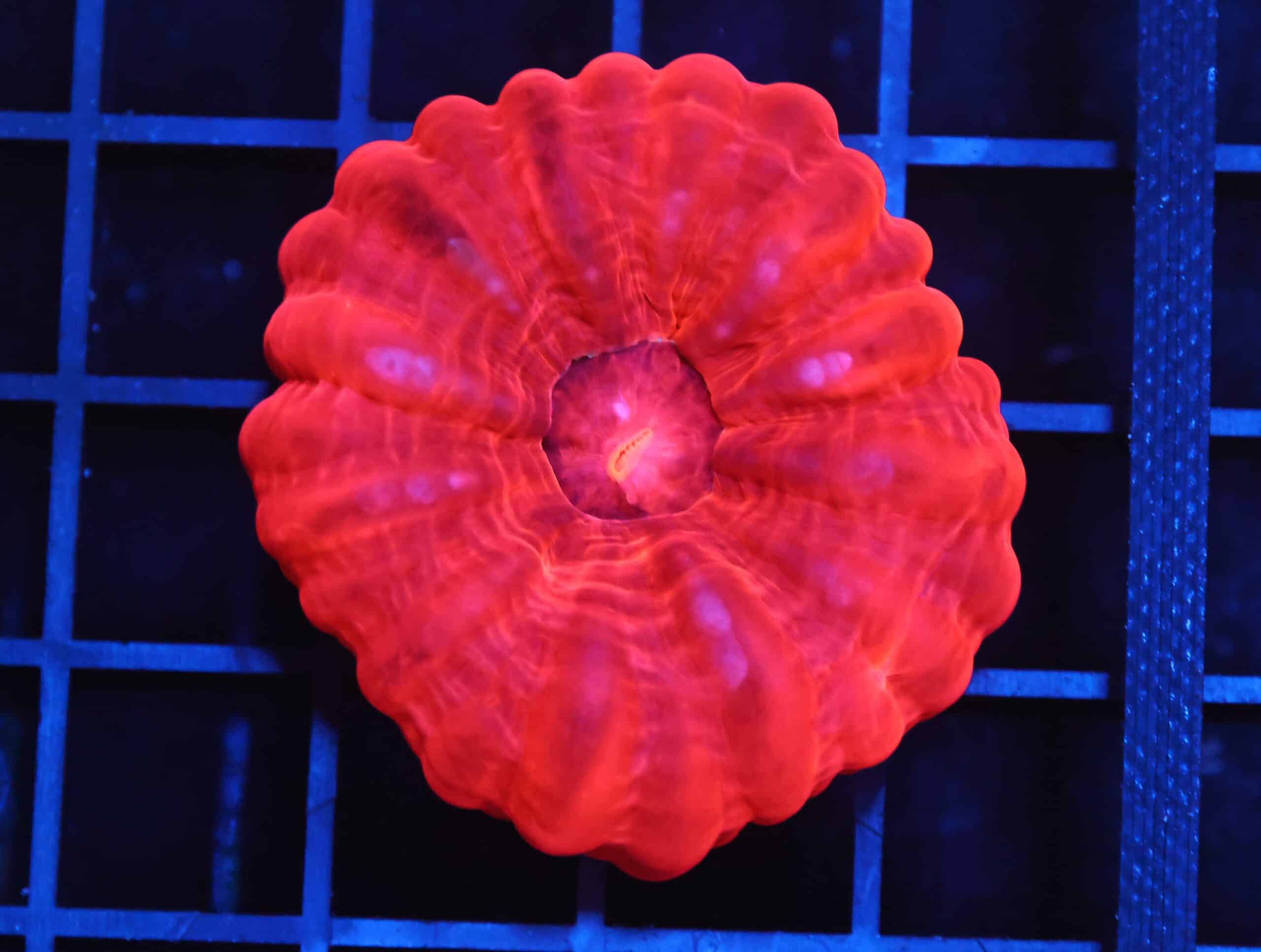 B150 - INDO RUBY RED CYNARINA