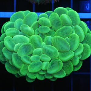 B151 - INDO RADIOACTIVE BUBBLE CORAL
