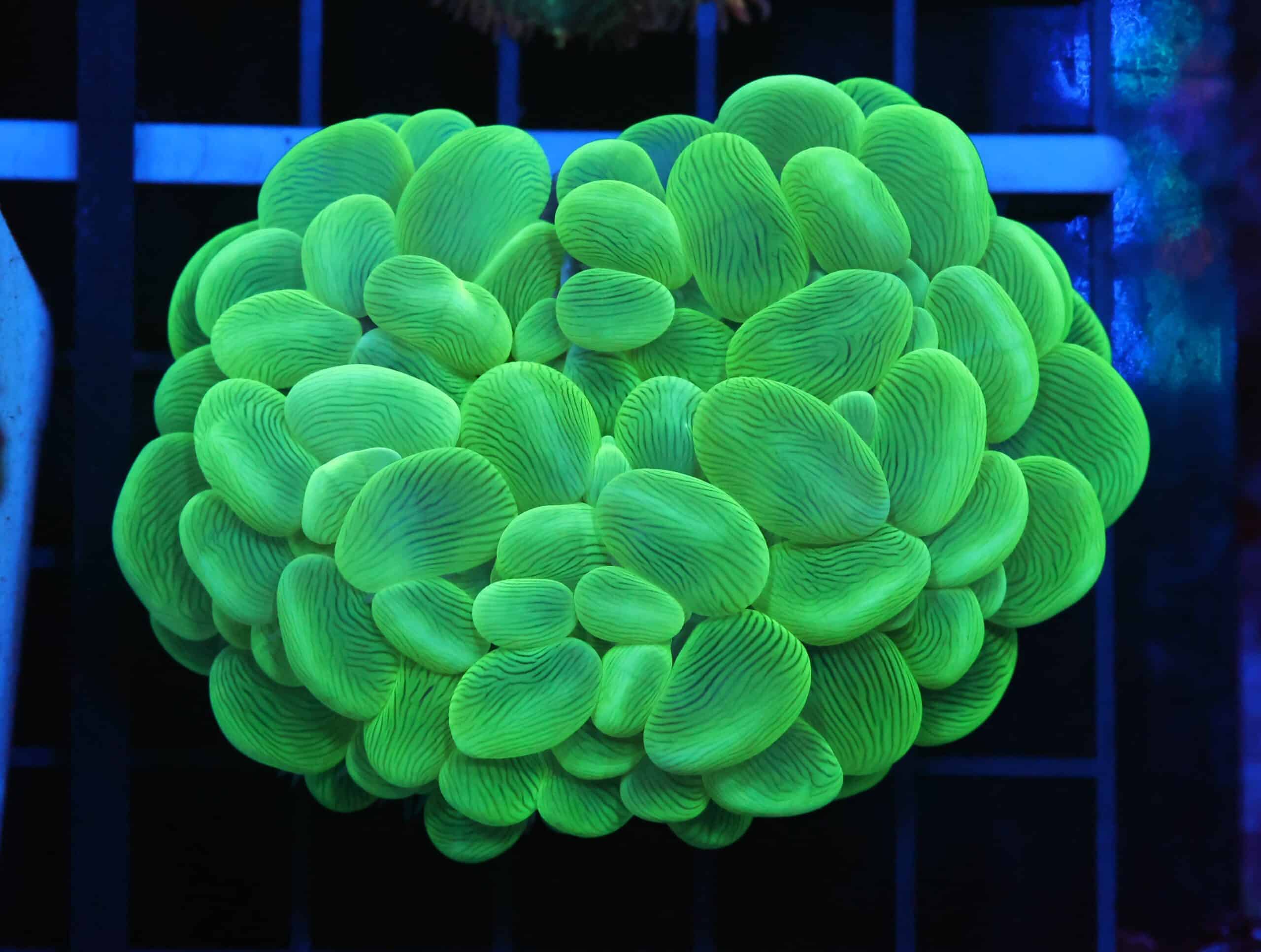 B151 - INDO RADIOACTIVE BUBBLE CORAL