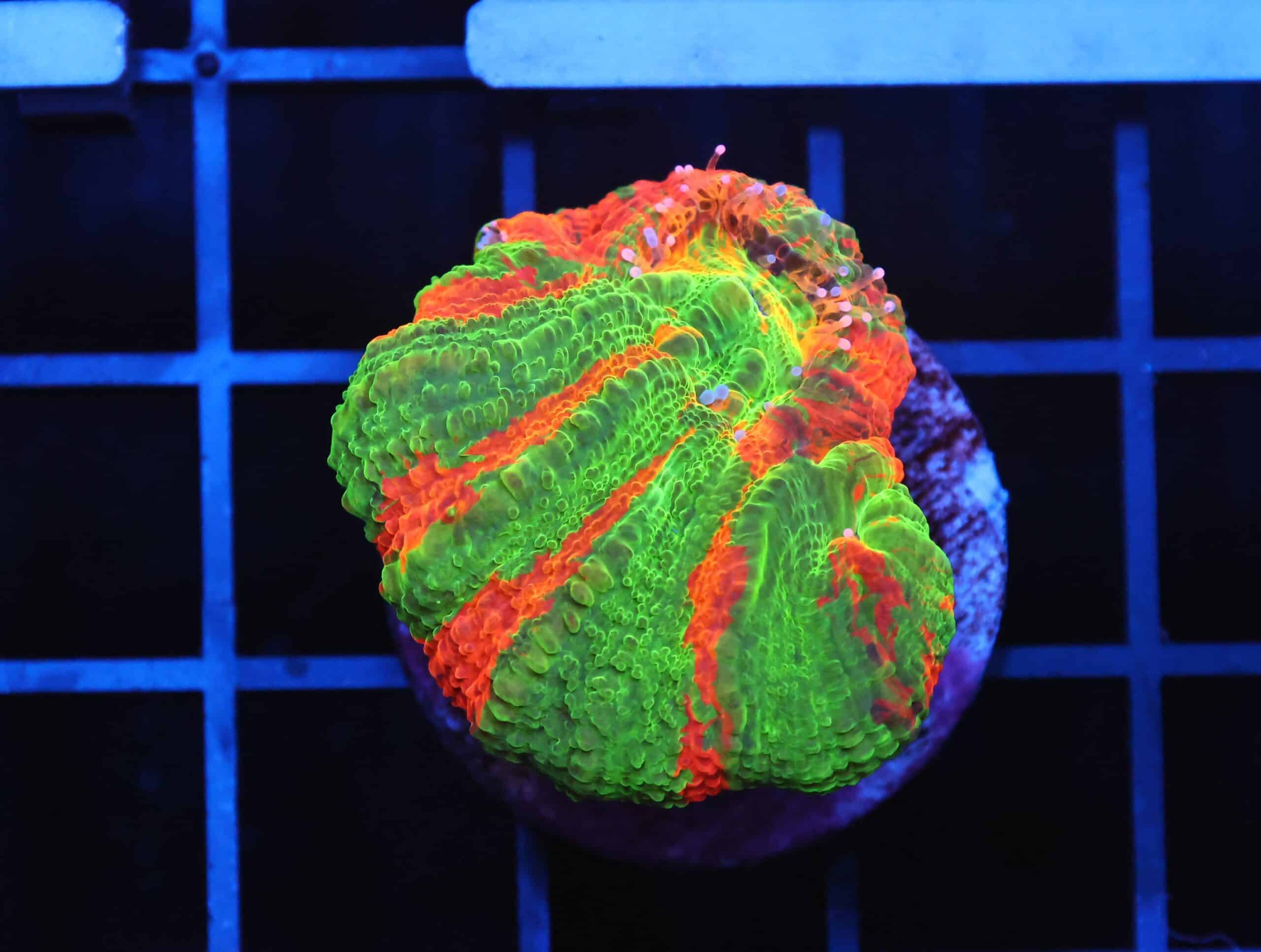 B153 - BLEEDING APPLE SCOLYMIA AUSTRALIS CULTURED