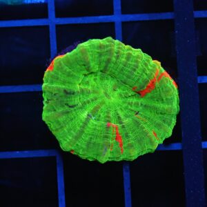 B155 - BLEEDING APPLE SCOLYMIA AUSTRALIS CULTURED