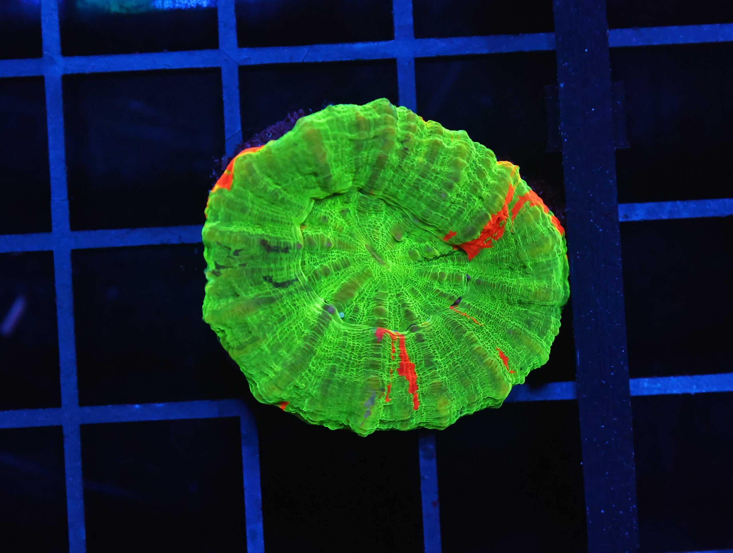 B155 - BLEEDING APPLE SCOLYMIA AUSTRALIS CULTURED