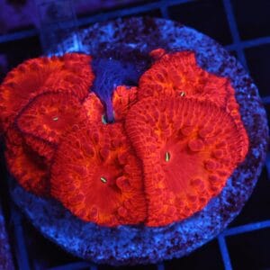 B157 - INDO FIRE FLAME BLASTO