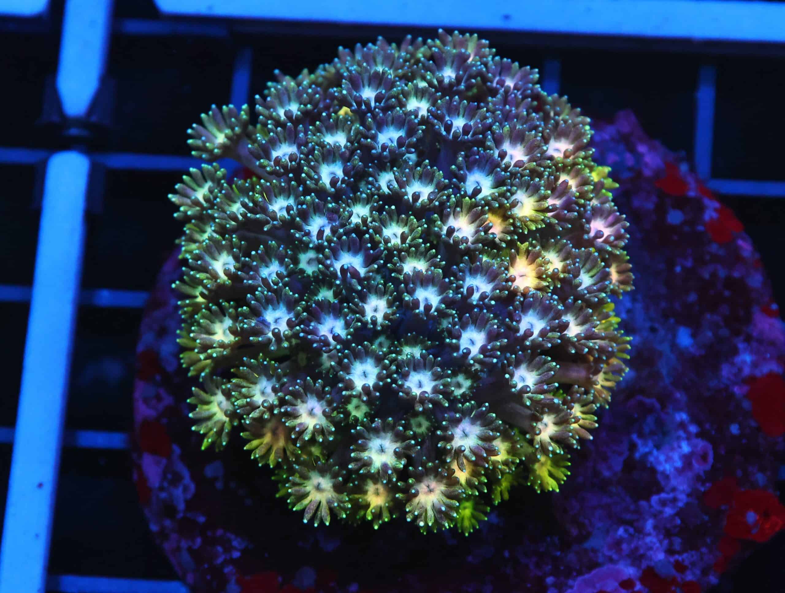 B19 -INDO ULTRA MULTICOLOR GONIOPORA