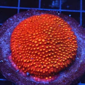 B27 -INDO BRIGHT ORANGE GRAFTED CYPHASTREA