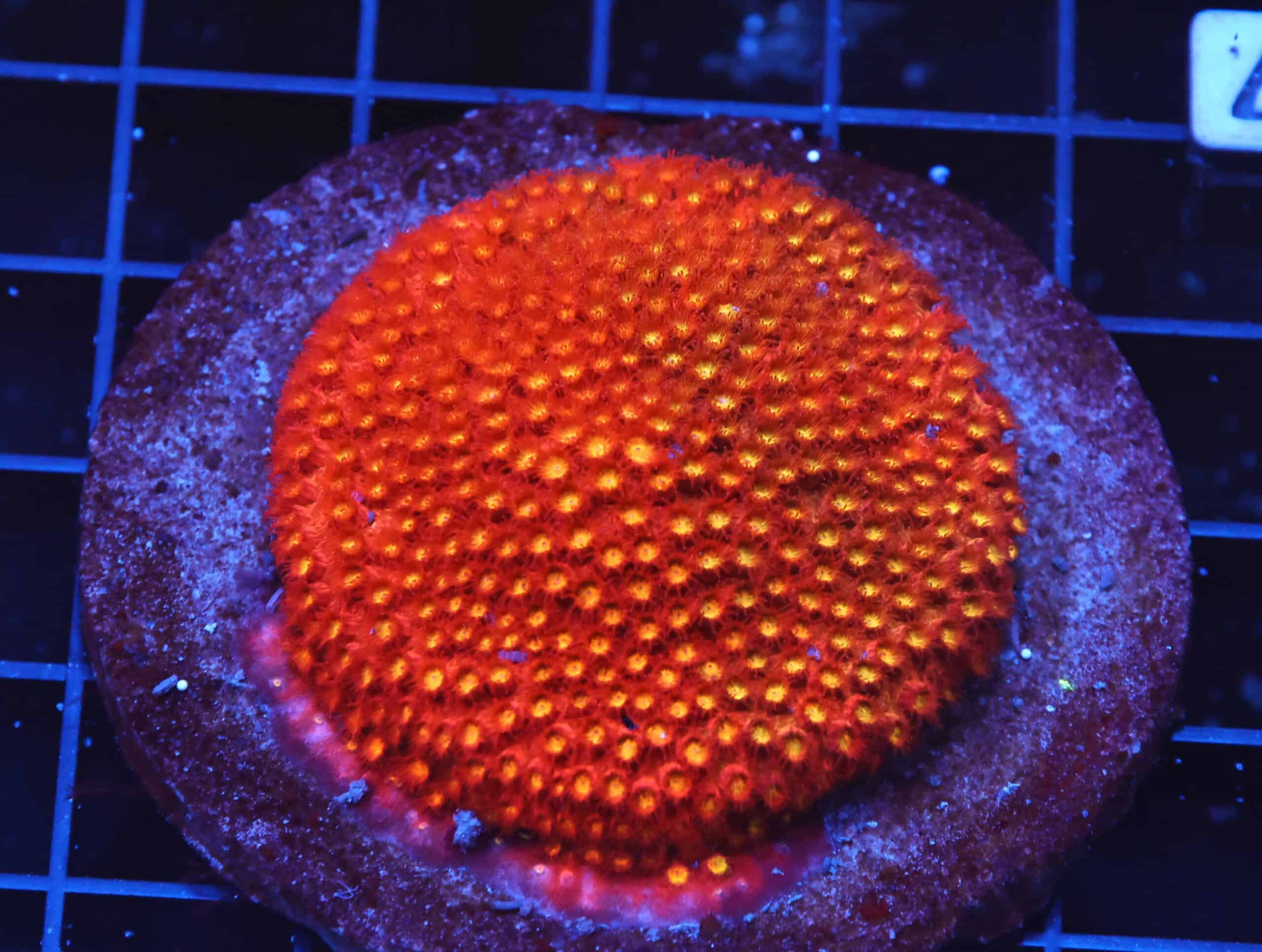 B27 -INDO BRIGHT ORANGE GRAFTED CYPHASTREA