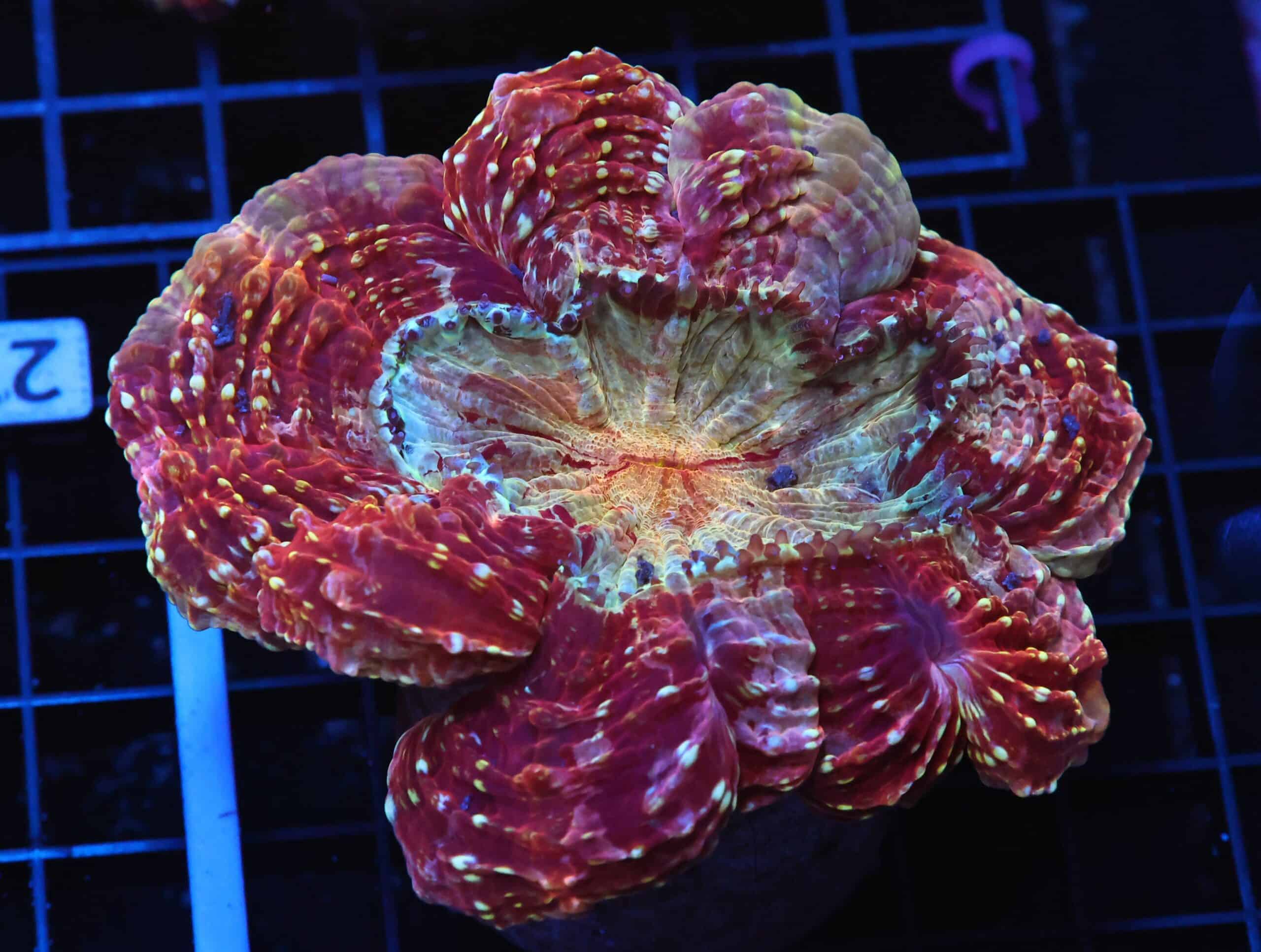 B26 -MALAYSIAN MYSTIC MAROON ACANTHOPHYLLIA