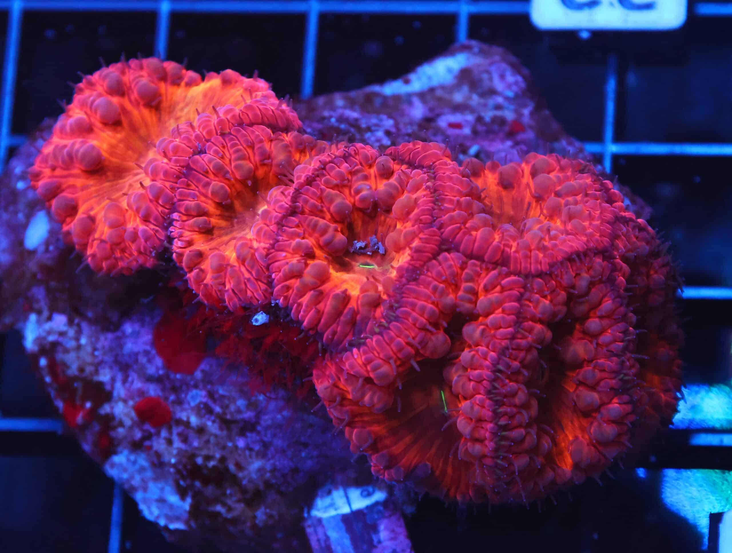 B32 -INDO SUNSET BLASTO