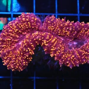 B37 -INDO ROSE GOLD CARPET LOBO