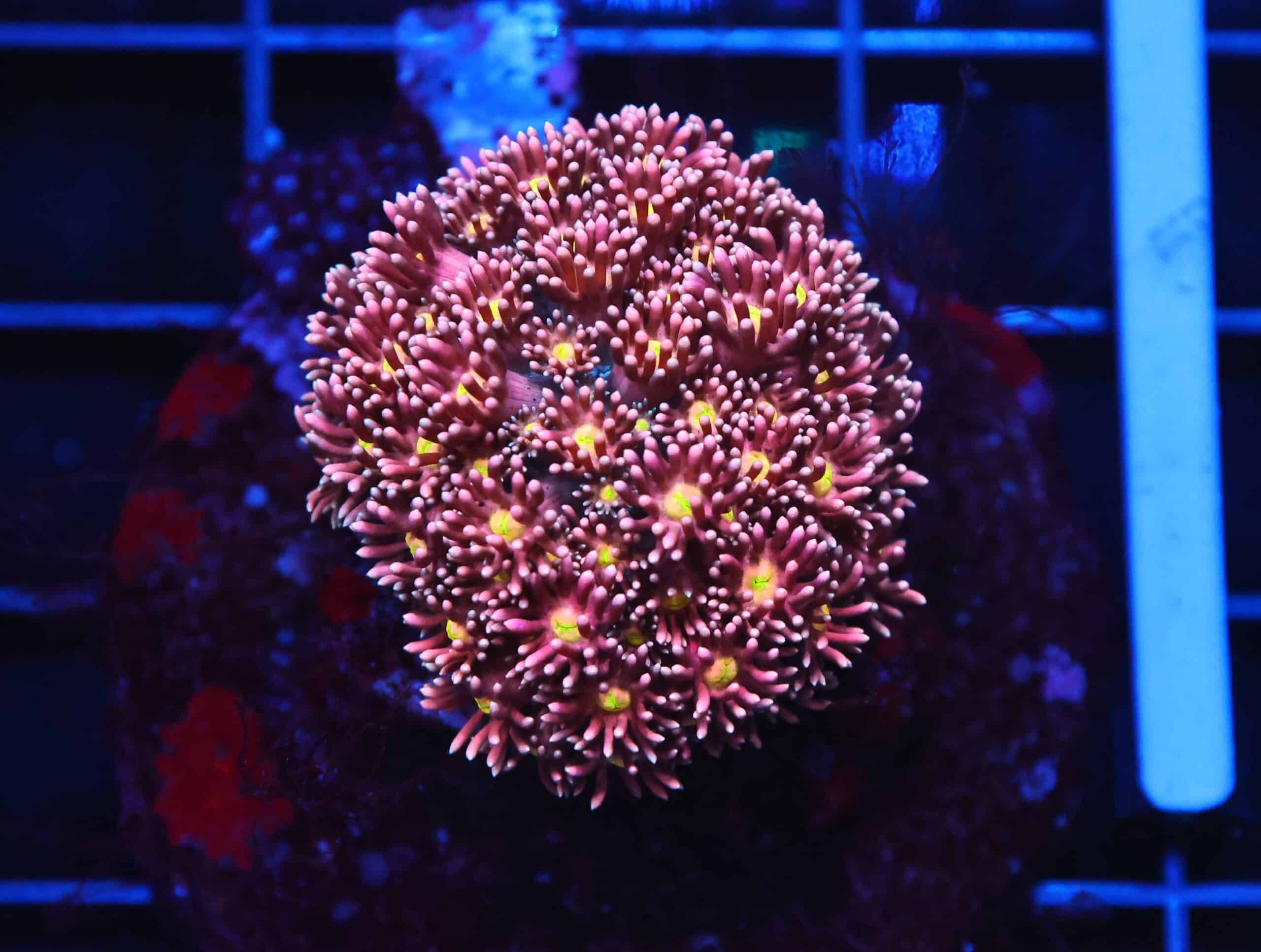 B38 -INDO ROSE GOLD GONIOPORA