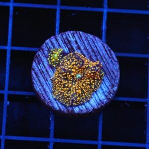 B40 -INTERSTELLAR DISCO MUSHROOM CULTURED