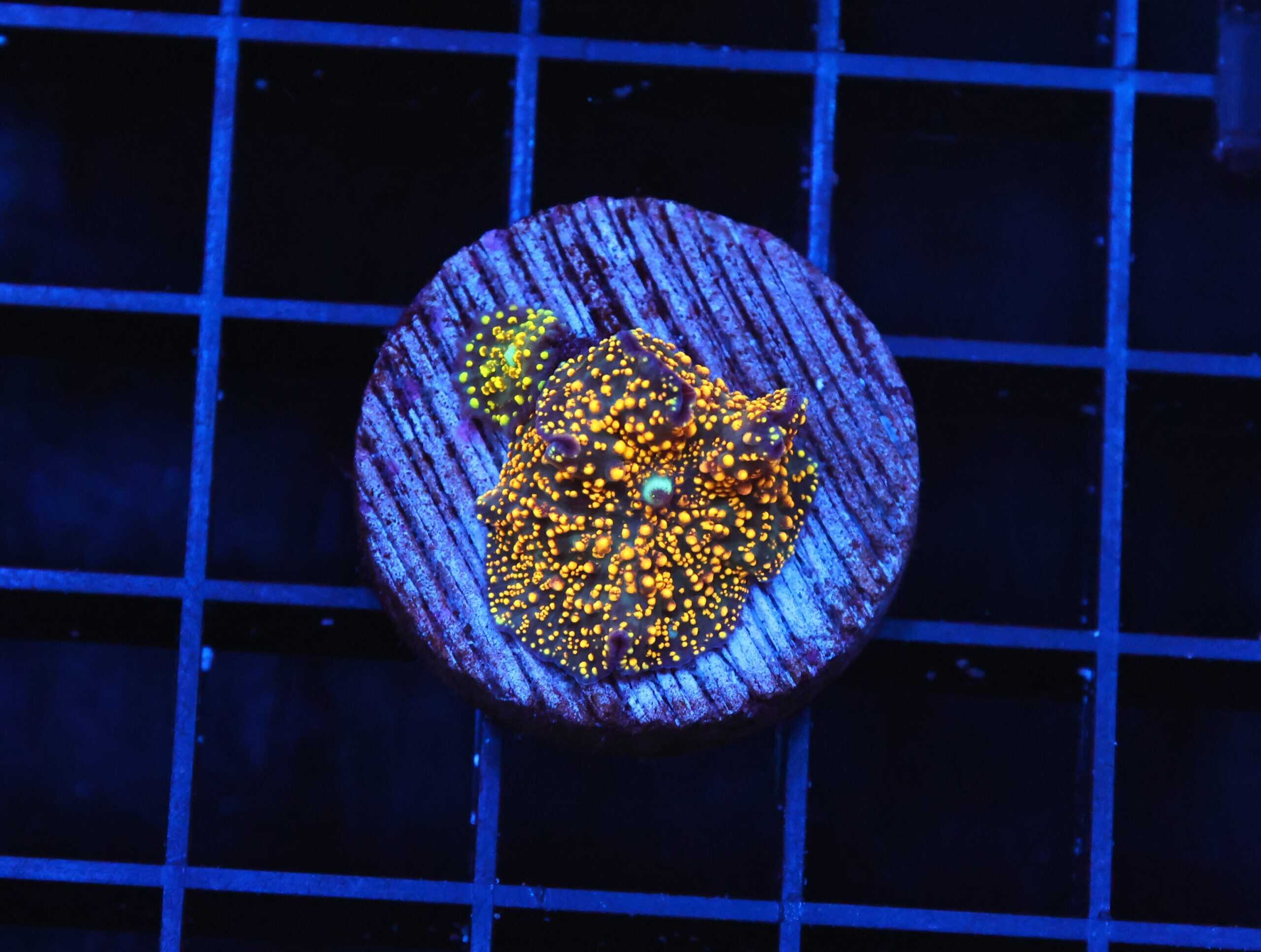 B40 -INTERSTELLAR DISCO MUSHROOM CULTURED