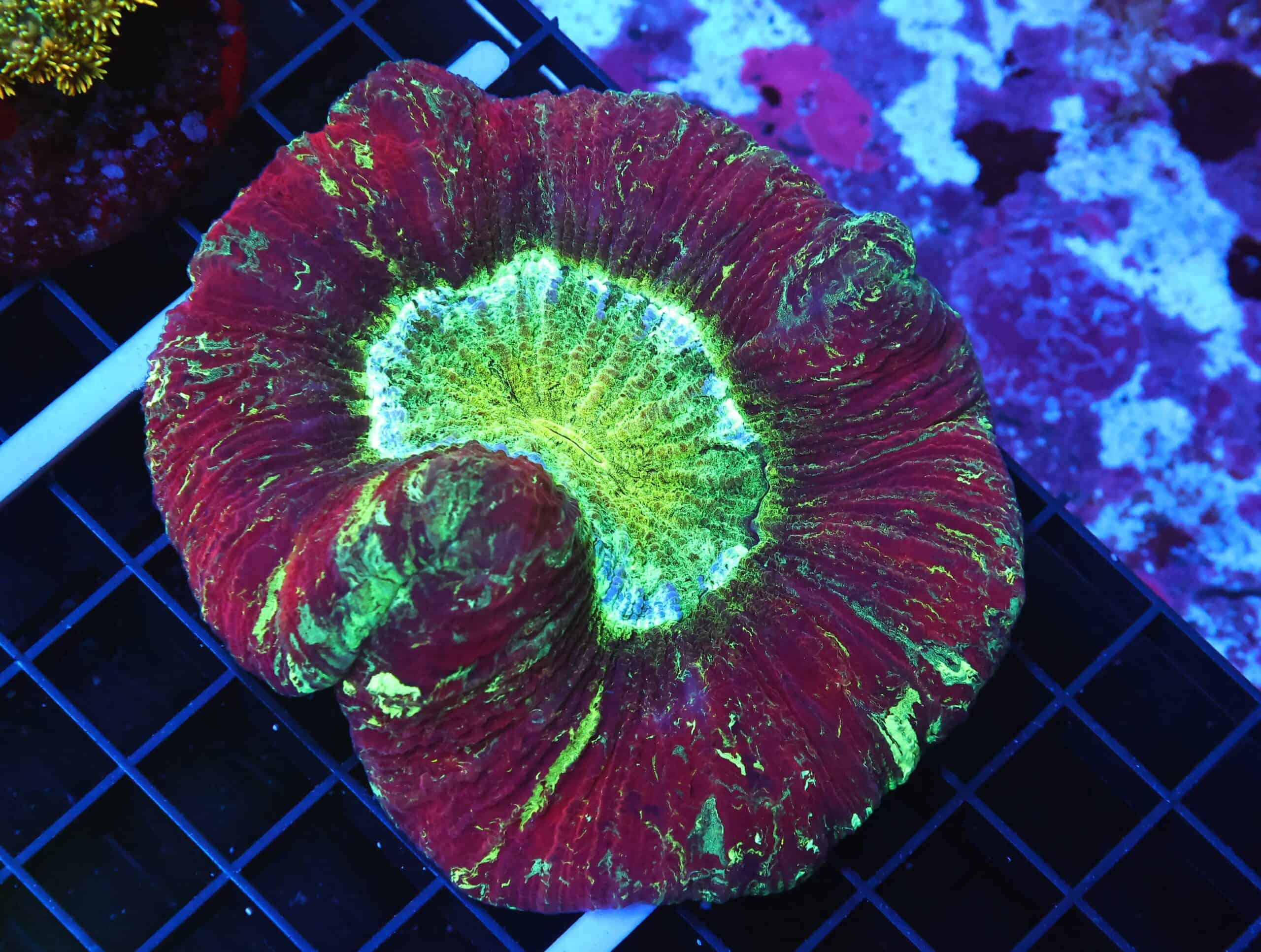 B41 -INDO NUCLEAR BLAST TRACHY