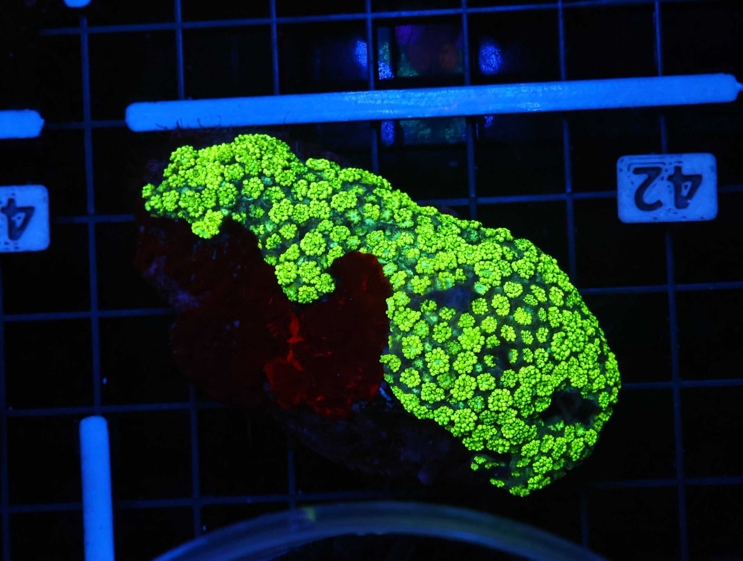 B42 -INDO TOXIC GREEN GONIOPORA