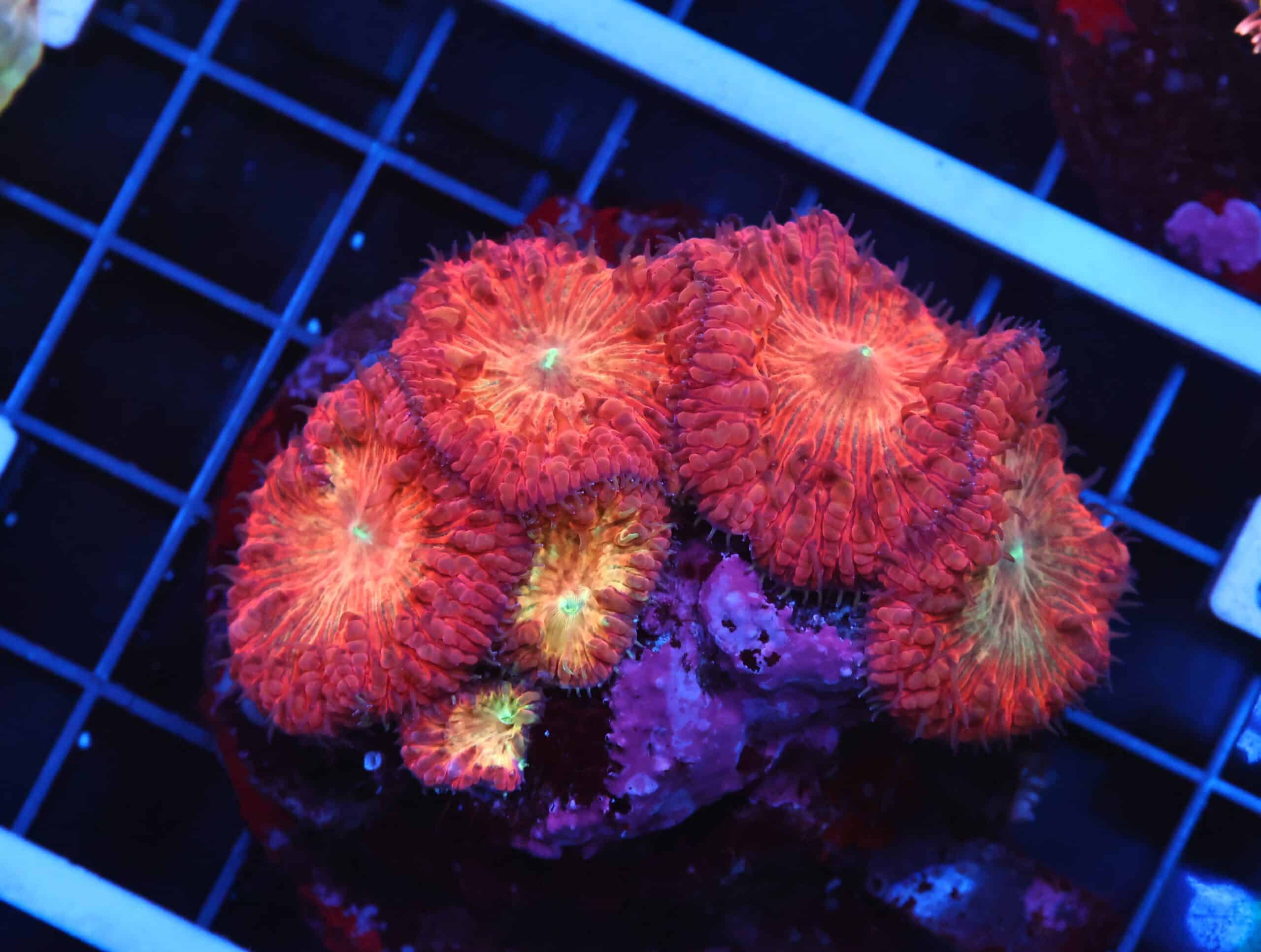 B43 -INDO CRIMSON PEACH BLASTO