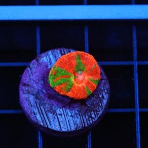 B45 -BLEEDING APPLE SCOLYMIA AUSTRALIS CULTURED