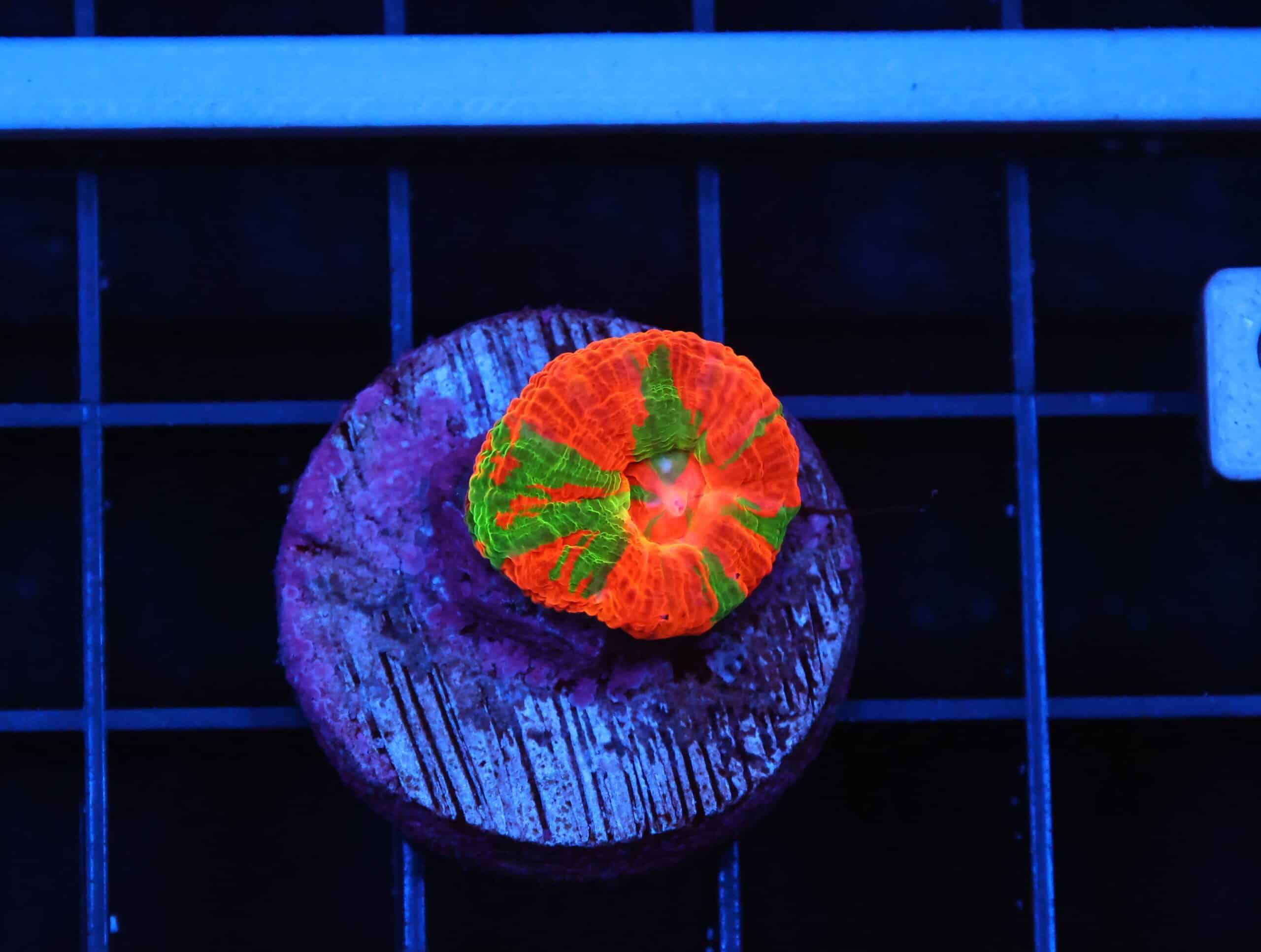 B45 -BLEEDING APPLE SCOLYMIA AUSTRALIS CULTURED