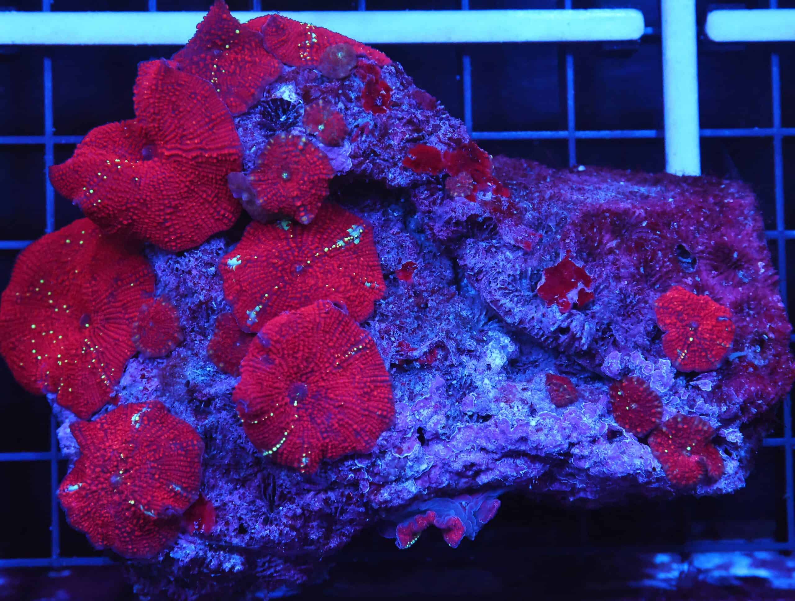 B49 -RED DEVIL DISCO MUSHROOM