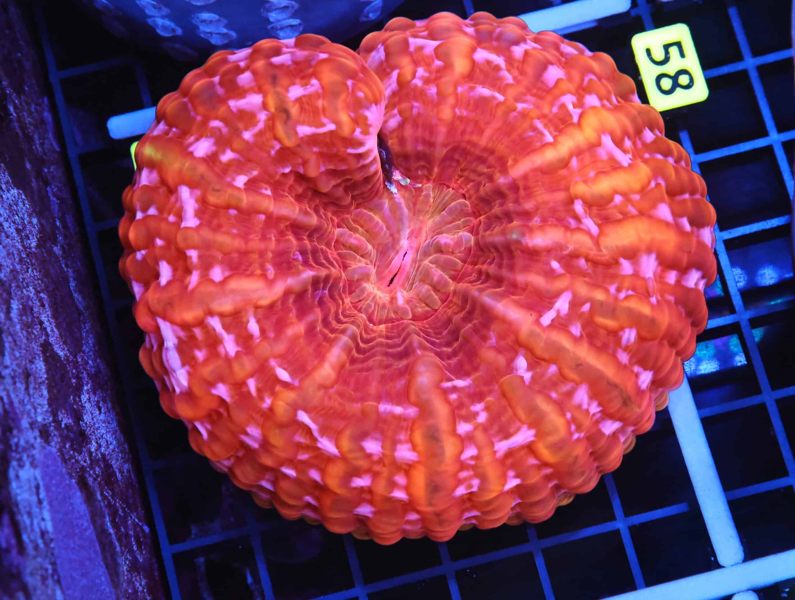 B53 -INDO FIRE JEWEL CYNARINA