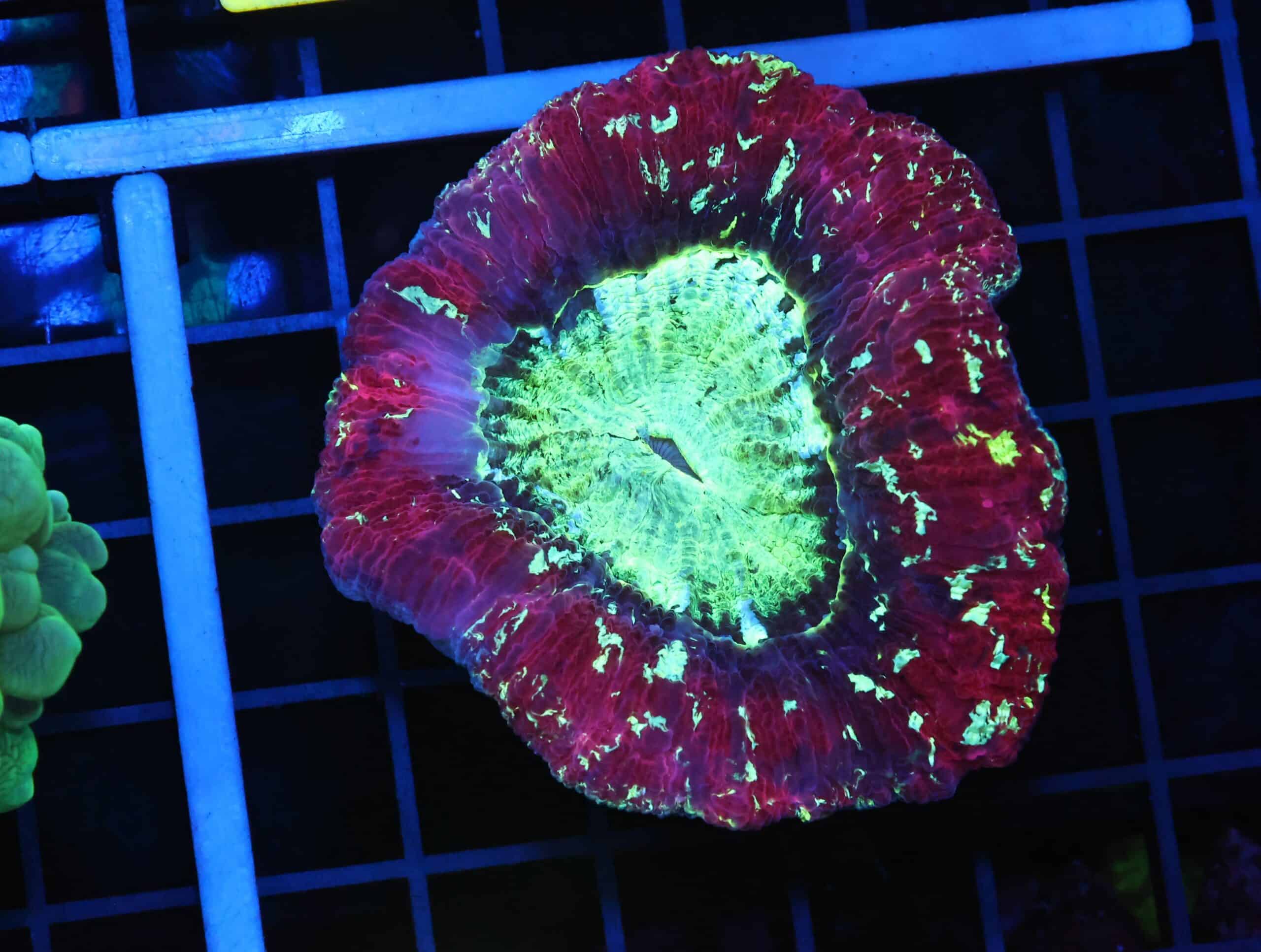 B55 -INDO NUCLEAR BLAST TRACHY