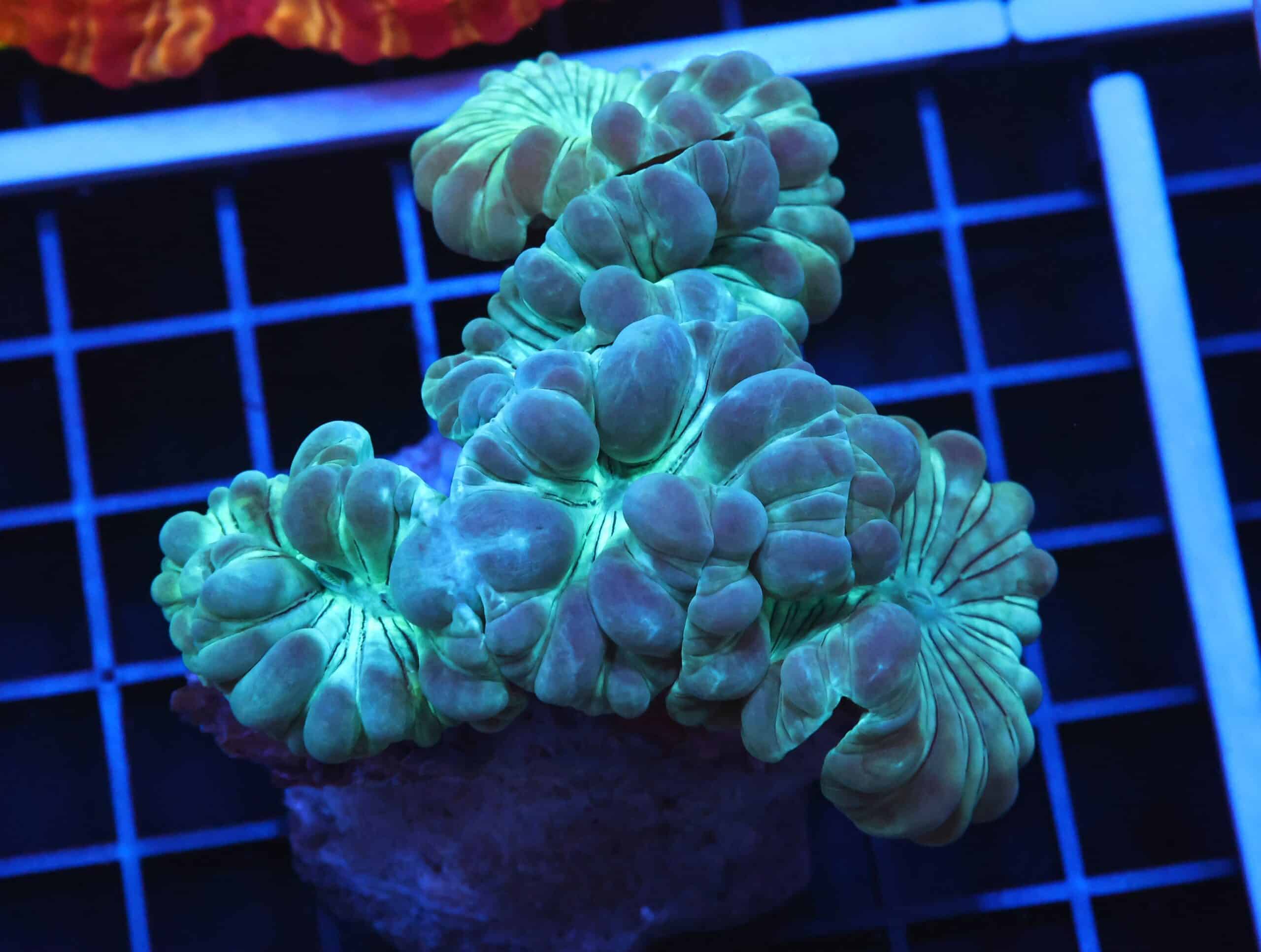 B59 -INDO METALLIC FOX CORAL