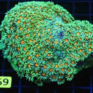 B69 -INDO YELLOW SNOWCONE GONIOPORA LG