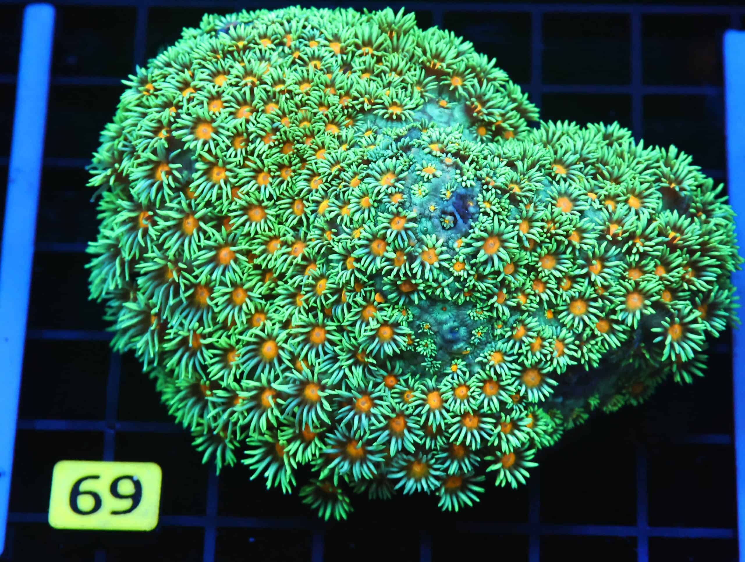 B69 -INDO YELLOW SNOWCONE GONIOPORA LG