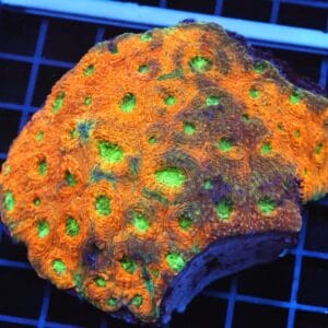 B76 -INDO ORANGE CRUSH ACAN ECHINATA