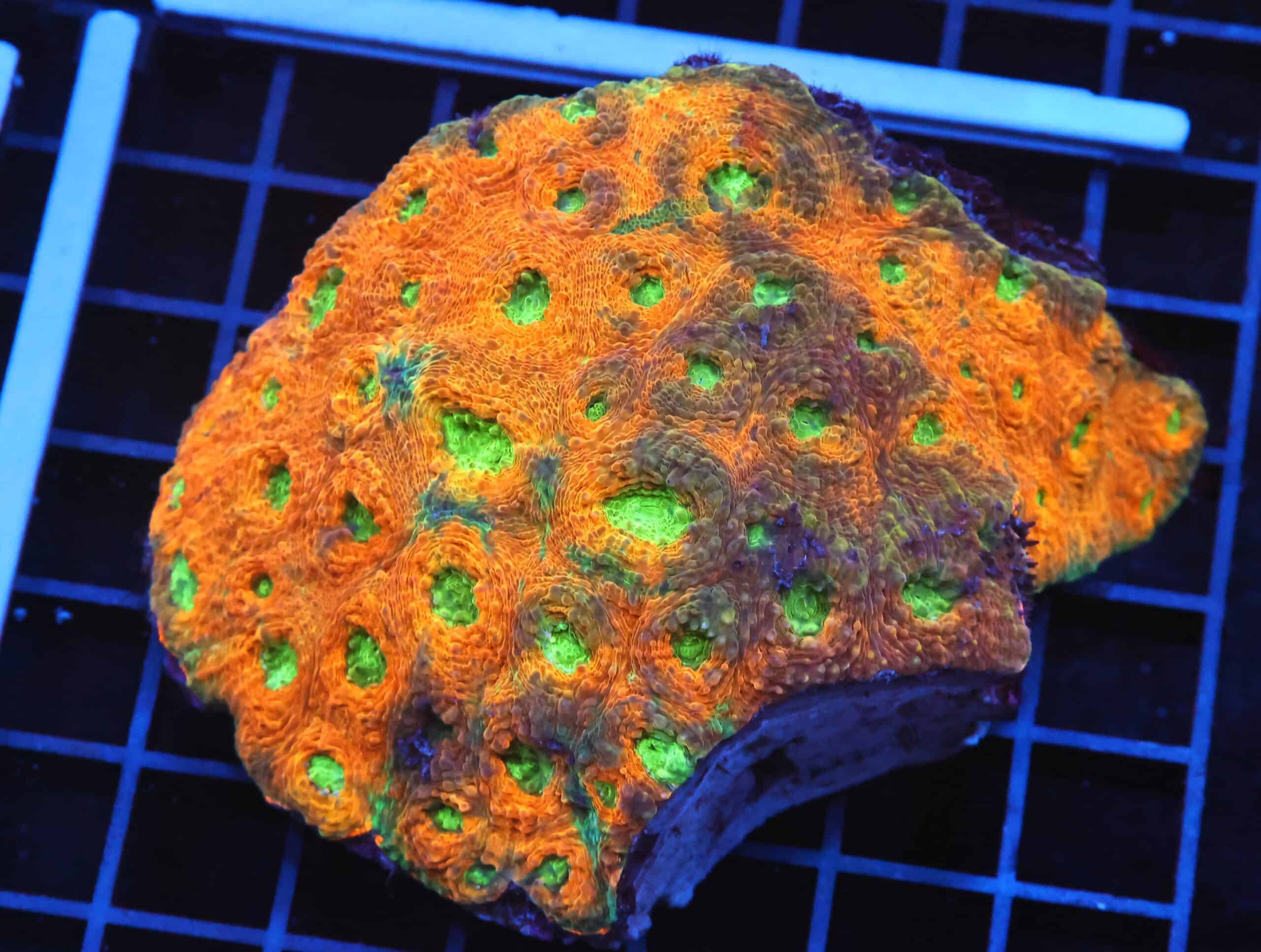 B76 -INDO ORANGE CRUSH ACAN ECHINATA