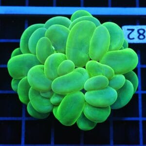 B82 -INDO RADIOACTIVE BUBBLE CORAL