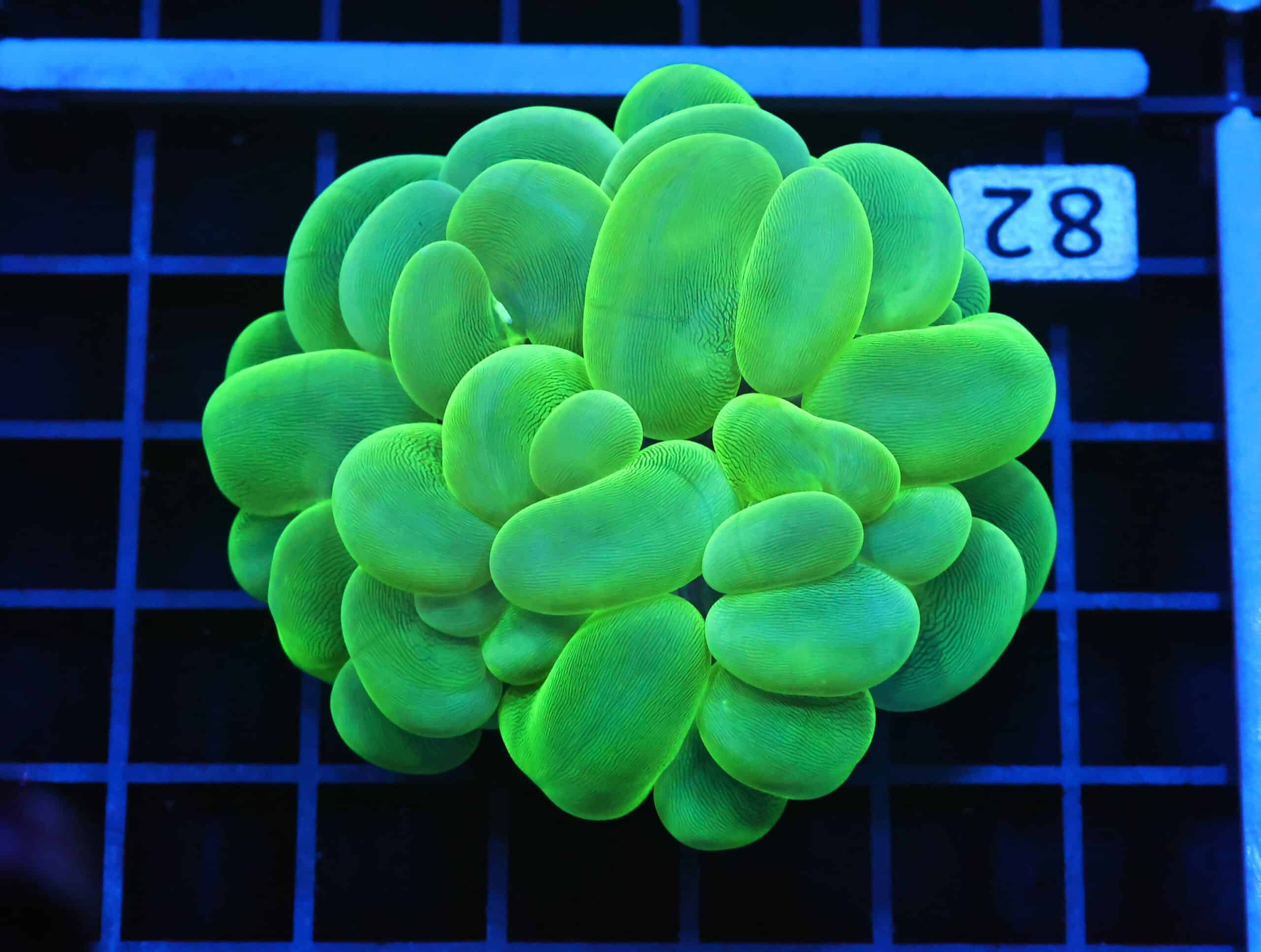 B82 -INDO RADIOACTIVE BUBBLE CORAL